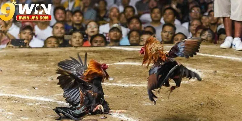 Thiên đường đá gà trực tuyến tại 9Win