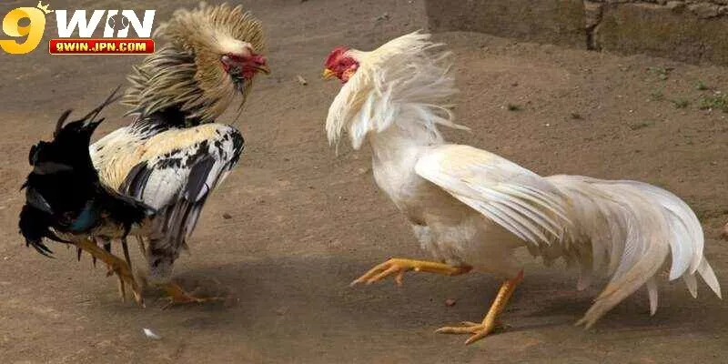 Các loại hình đá gà online 9Win siêu cuốn hút