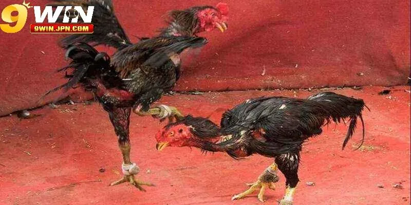 Quy trình tham gia xem chọi kê 9Win cực dễ