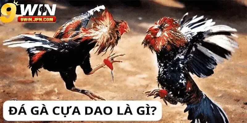 Cựa được nhà cái chọn lựa trong đá gà cựa dao