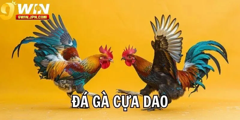 Luật đá gà cựa dao