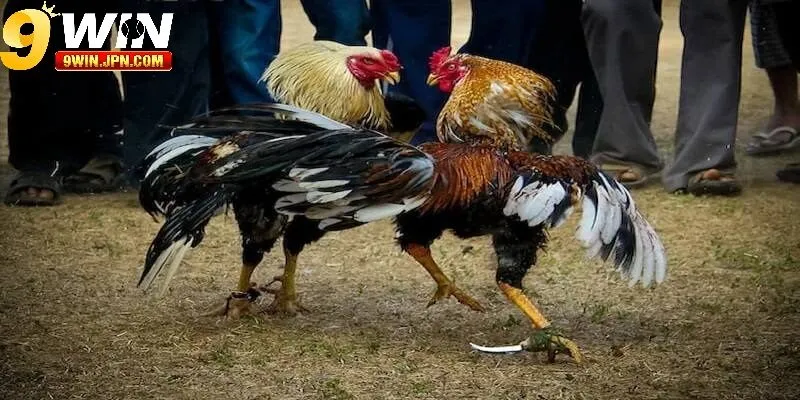 Đá gà trực tiếp hôm nay